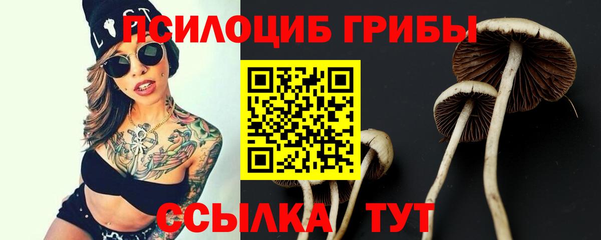 Псилоцибиновые грибы Cubensis Югорск